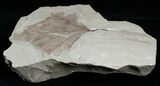 Fossil Poplar Leaf - Green River Formation #2309-2